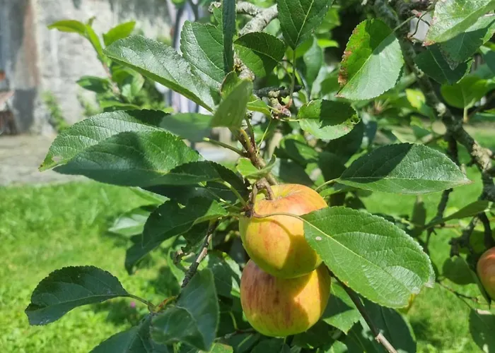 Groot Authentiek En Charmante Woning, 250 Vierkante Meter, Panoramisch Vergezicht, Zonsondergang, Dicht Bij Dinant, Maredsous En Namen Vakantiehuis Oret