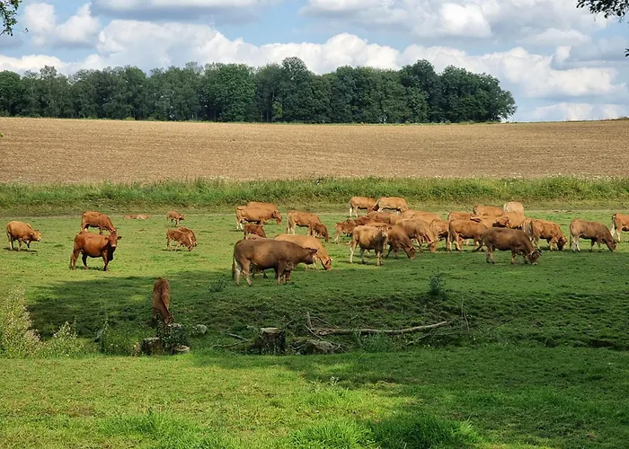 Groot Authentiek En Charmante Woning, 250 Vierkante Meter, Panoramisch Vergezicht, Zonsondergang, Dicht Bij Dinant, Maredsous En Namen * Oret